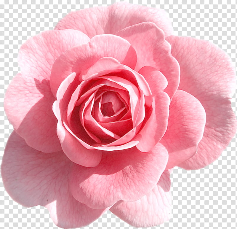 Black Pink Rose, Pink Flowers, Black Rose, Watercolor Painting, Garden Roses, Petal, Hybrid Tea Rose, Rose Family transparent background PNG clipart