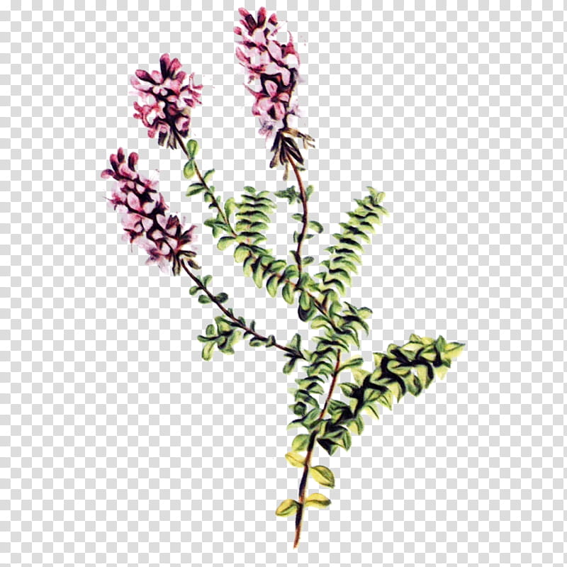 flower plant heather flowering plant astilbe, Watercolor, Paint, Wet Ink, Twig, Plant Stem, Pedicel transparent background PNG clipart