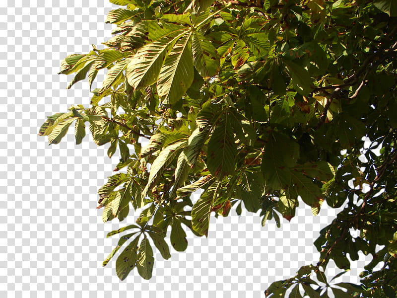 Tree Corner transparent background PNG clipart