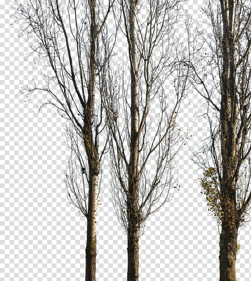 Family Tree, Populus Nigra, Paper Birch, Architecture, Deciduous, Trunk, Winter
, Landscape transparent background PNG clipart