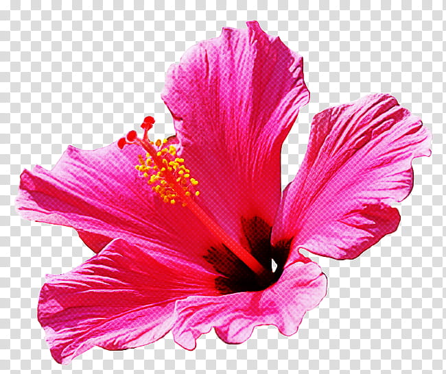 petal flower hibiscus hawaiian hibiscus pink, Plant, Chinese Hibiscus, Mallow Family transparent background PNG clipart