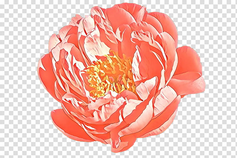 Pink Flower, Garden Roses, Peony, Cut Flowers, Petal, Red, Plant, Protea transparent background PNG clipart