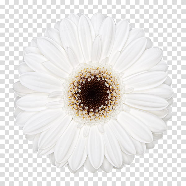 Flowers, Transvaal Daisy, Oxeye Daisy, Cut Flowers, Petal, Barberton Daisy, Gerbera, White transparent background PNG clipart