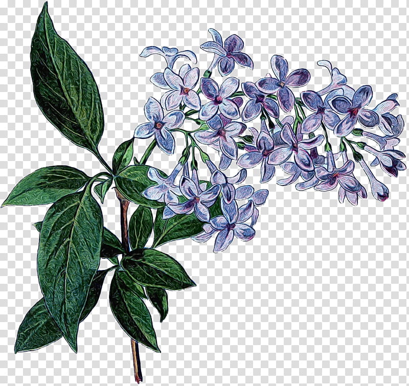 Flower Collage, Paper, Poster, Decoupage, Sticker, montage, Plant, Lilac transparent background PNG clipart