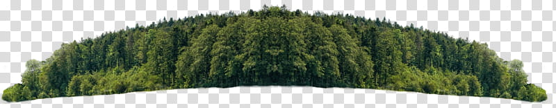 Forest , green trees transparent background PNG clipart