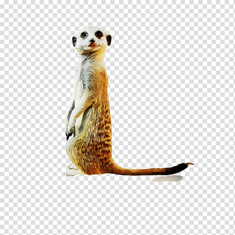 meerkat mongoose wildlife tail transparent background PNG clipart