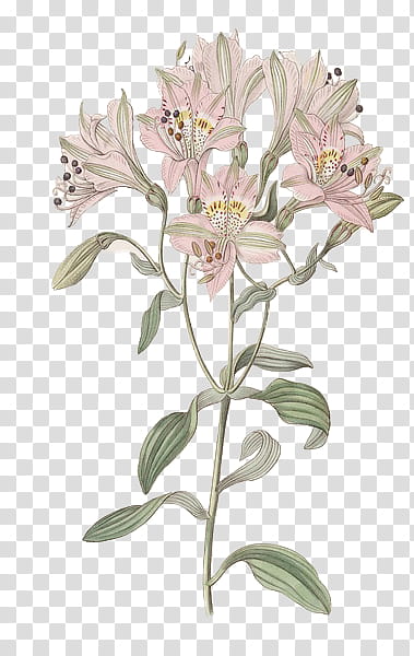Flower Euphoria, pink flowers illustration transparent background PNG clipart