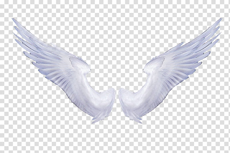 Angel Wings White , white bird wings transparent background PNG clipart