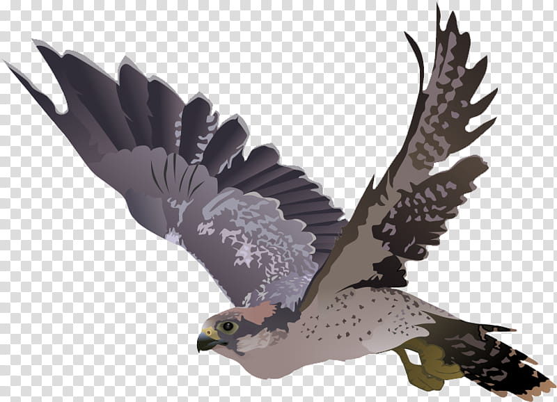 Golden, Falcon, Hawk, Bird, Bird Of Prey, Eagle, Peregrine Falcon, Accipitridae transparent background PNG clipart