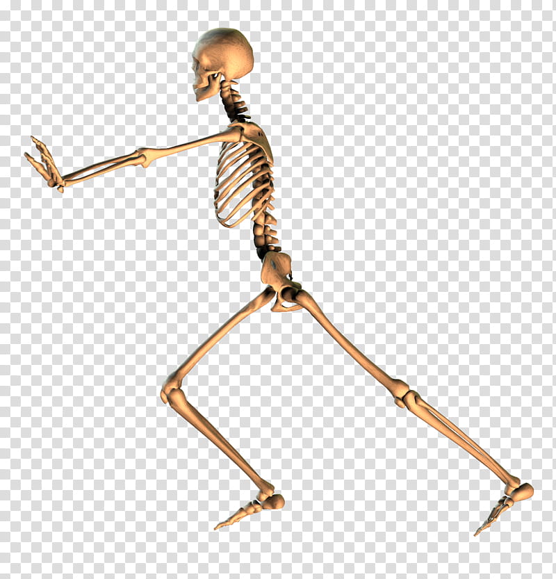 Skeleton , skeleton facing side view and raising both hands transparent background PNG clipart
