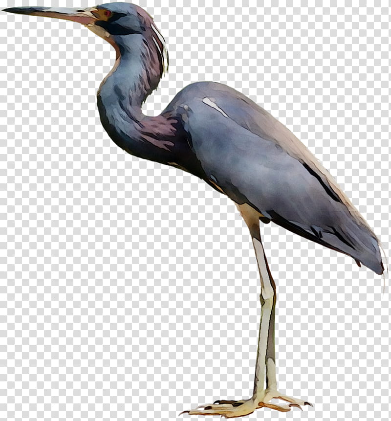 Crane Bird, Little Blue Heron, Egret, Beak, Stork, Neck, Great Blue Heron, Great Heron transparent background PNG clipart