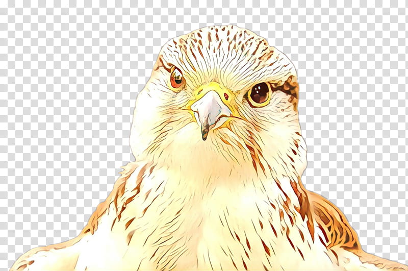 Owl, Beak, Buzzard, Hawk, Eagle, Falcon, Blackchested Buzzardeagle, Northern Hawkowl transparent background PNG clipart