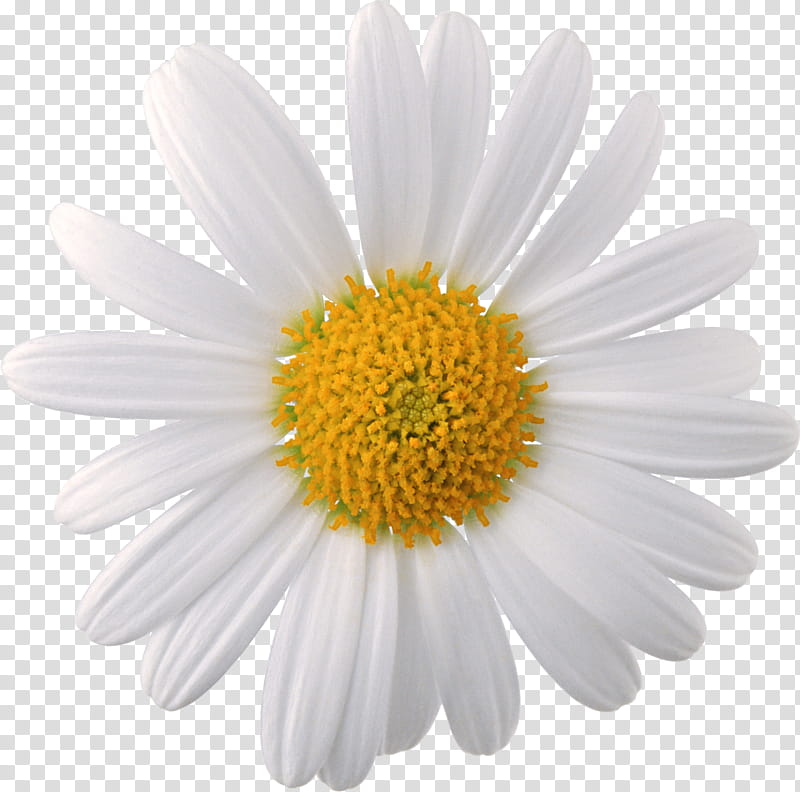 Spring  YEAR ON DA, white daisy flower isolated on black background transparent background PNG clipart