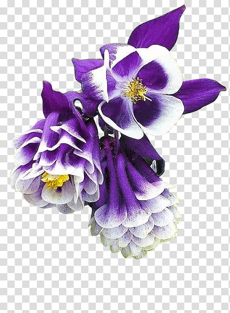 Ash  Watcher , purple-and-white columbine flowers in bloom illustration transparent background PNG clipart