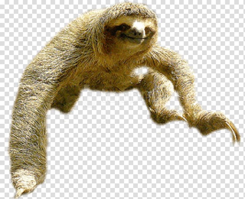 Web Design, Sloth, Line Art, Threetoed Sloth, Twotoed Sloth transparent background PNG clipart