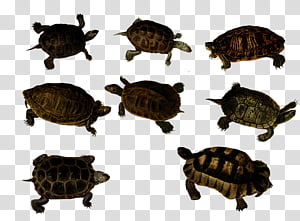 Vintage Turtles 4, assorted-color turtles transparent background PNG clipart thumbnail