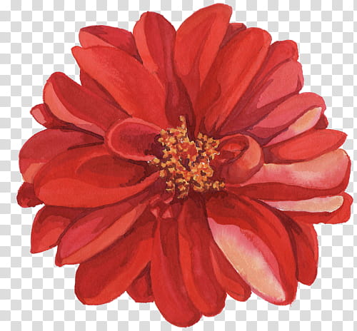 Watercolor Floral s, red dahlia flower in bloom illustration transparent background PNG clipart