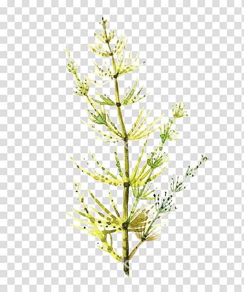 white pine plant green american larch lodgepole pine, Grass, Jack Pine, Leaf, Grass Family, Red Juniper transparent background PNG clipart