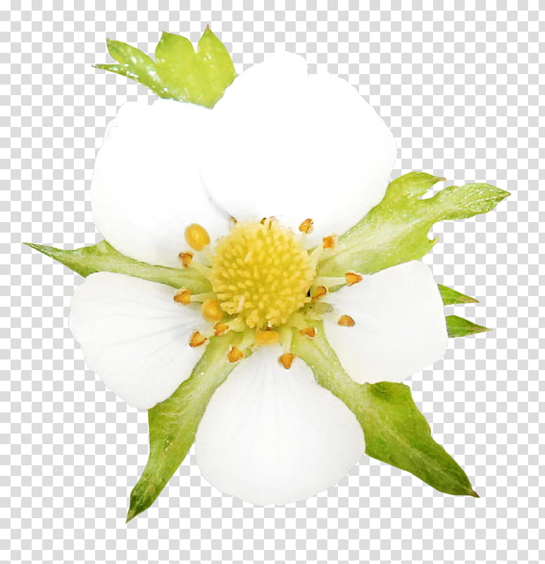 Flower Painting, Petal, Rose, Blume, Plants, Wildflower, Anemone transparent background PNG clipart