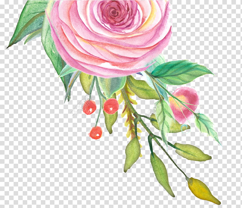 Red Watercolor Flowers, Garden Roses, Floral Design, Flower Bouquet, Birthday
, Pink, Cut Flowers, Cabbage Rose transparent background PNG clipart