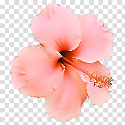 Pink Hibiscus Transparent Background Png Clipart Hiclipart