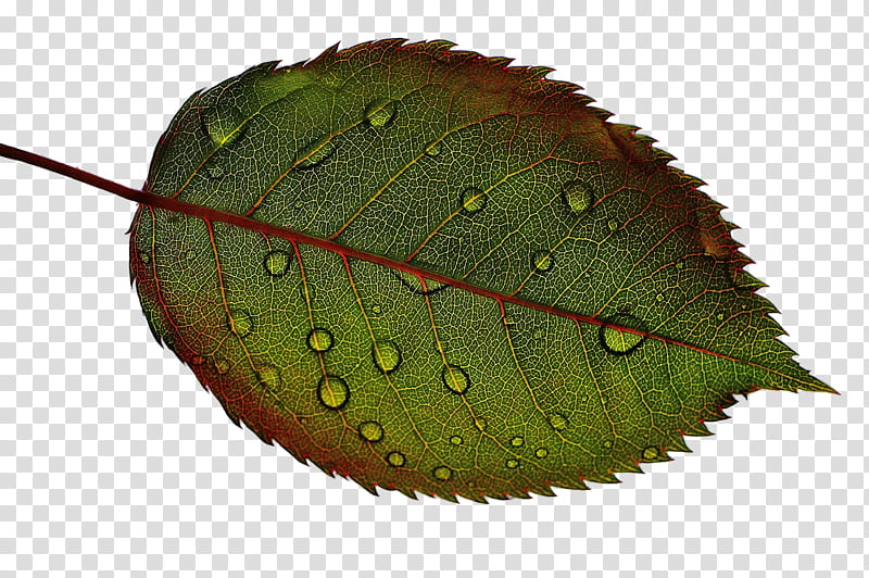 Foliage, dew drop on green leaf transparent background PNG clipart