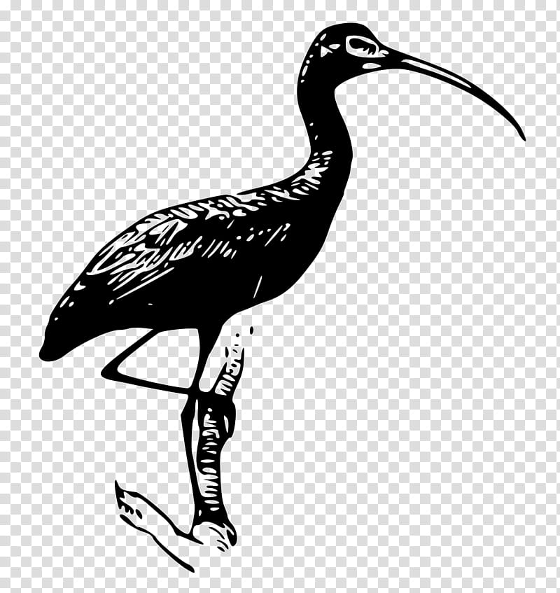 Crane Bird, Ibis, American White Ibis, Glossy Ibis, Wood Stork, Scarlet Ibis, Beak, Cranelike Bird transparent background PNG clipart