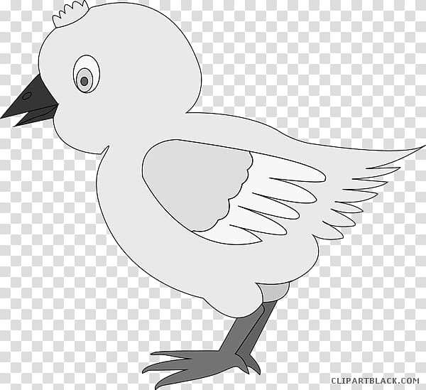 Bird Line Drawing, Chicken, Cuteness, Cartoon, Beak, Line Art, Pigeons And Doves, Coloring Book transparent background PNG clipart