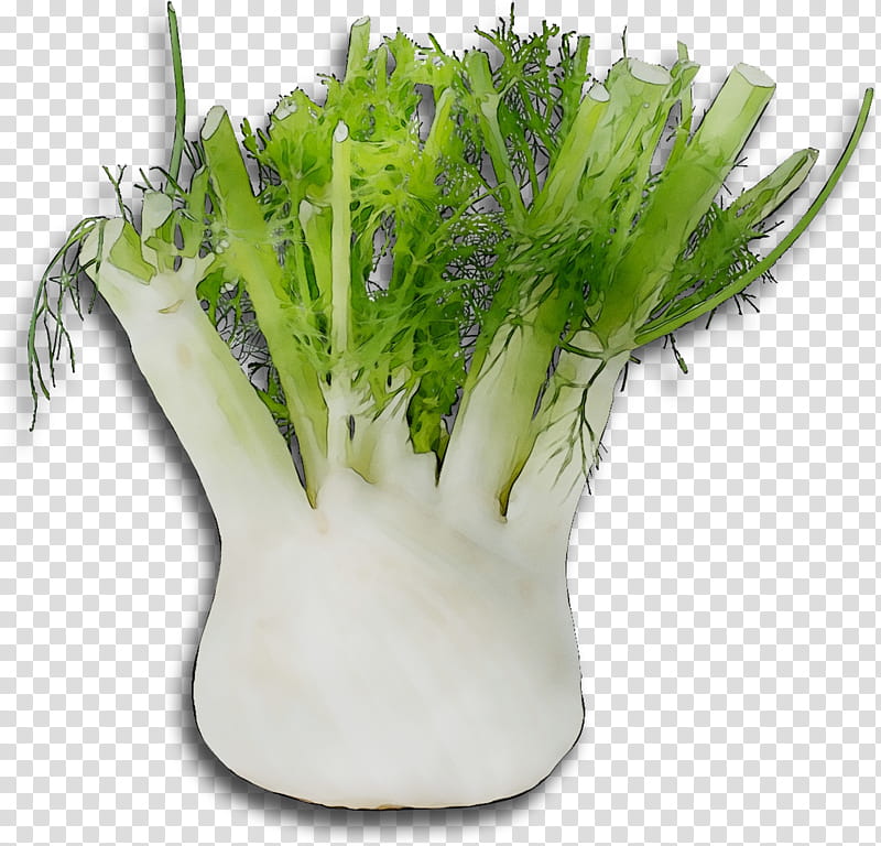 Snow, Vegetable, Fennel, Onion, Carrot, Broth, Food, Pianta Aromatica transparent background PNG clipart