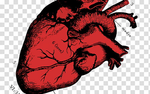 Anatomy v , human heart organ illustration transparent background PNG clipart