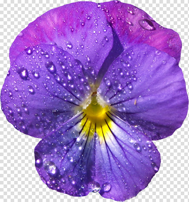 PRISMATIC NATURE The Shit Legit, purple pansy flower transparent background PNG clipart