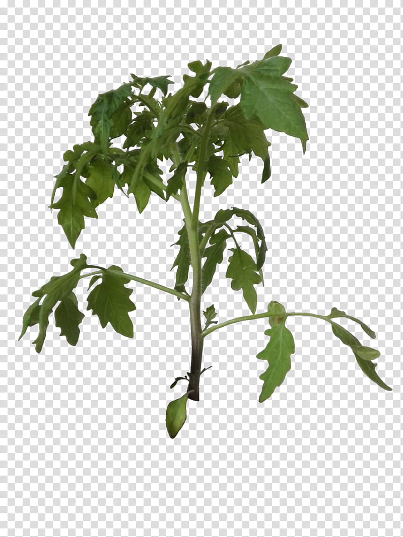 Tomato Plant, green parsley transparent background PNG clipart