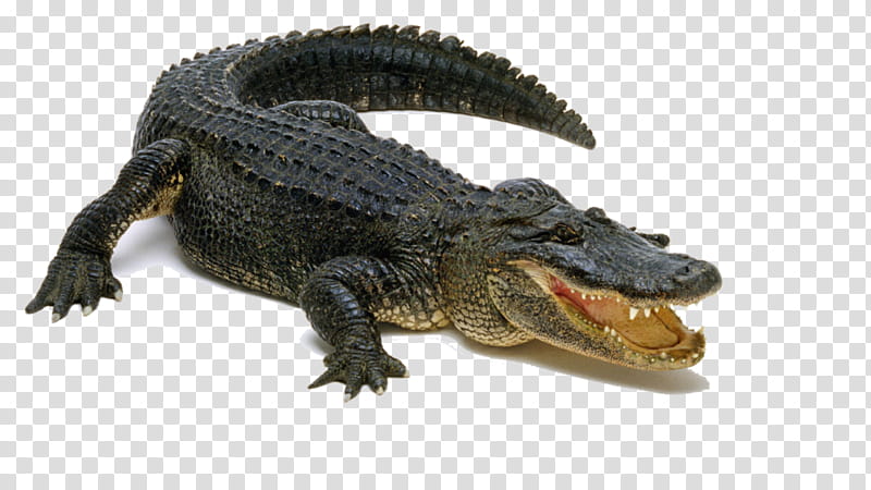 Alligator, American Alligator, Crocodiles, Chinese Alligator, Crocodile Clip, Reptile, Alligators, Crocodilia transparent background PNG clipart