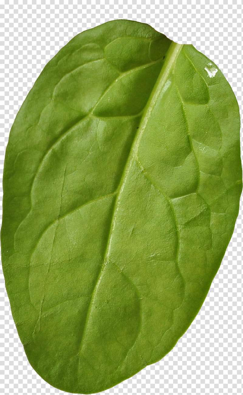 Sandwich Material, green leaf transparent background PNG clipart