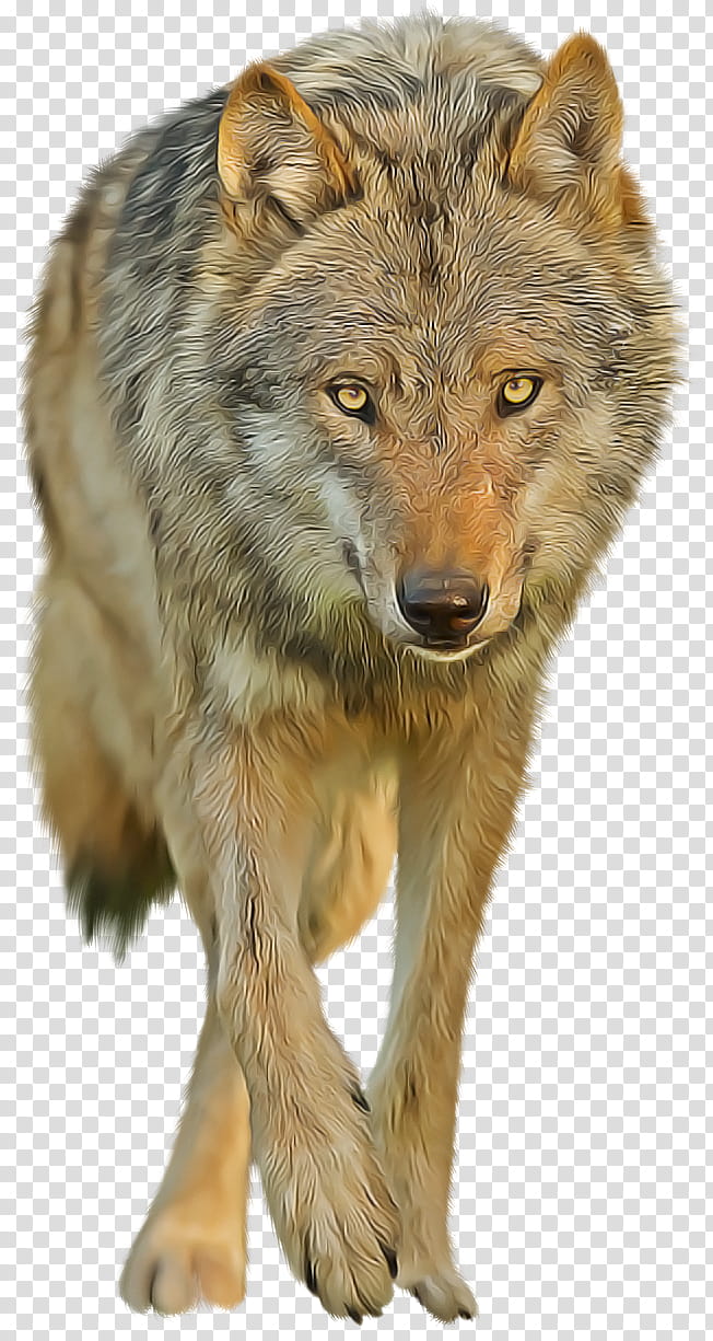 wildlife wolf coyote red wolf fur, Head, Snout transparent background PNG clipart