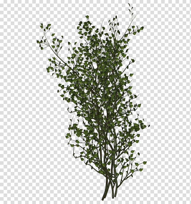 D Creeping Plants, green and white leaf plant transparent background PNG clipart