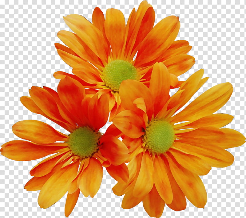Orange, Watercolor, Paint, Wet Ink, Flower, Flowering Plant, Barberton Daisy, English Marigold transparent background PNG clipart