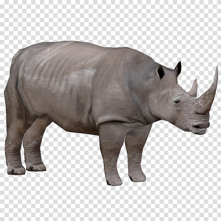 Western Black Rhinoceros Rhinoceros, Zoo Tycoon 2, Northern White Rhinoceros, Sumatran Rhinoceros, Animal, Sudan, Indian Rhinoceros, Mammal transparent background PNG clipart
