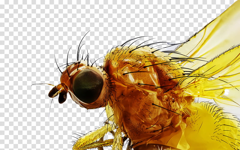insect house fly drosophila melanogaster tachinidae stable fly, Pest, Honeybee transparent background PNG clipart