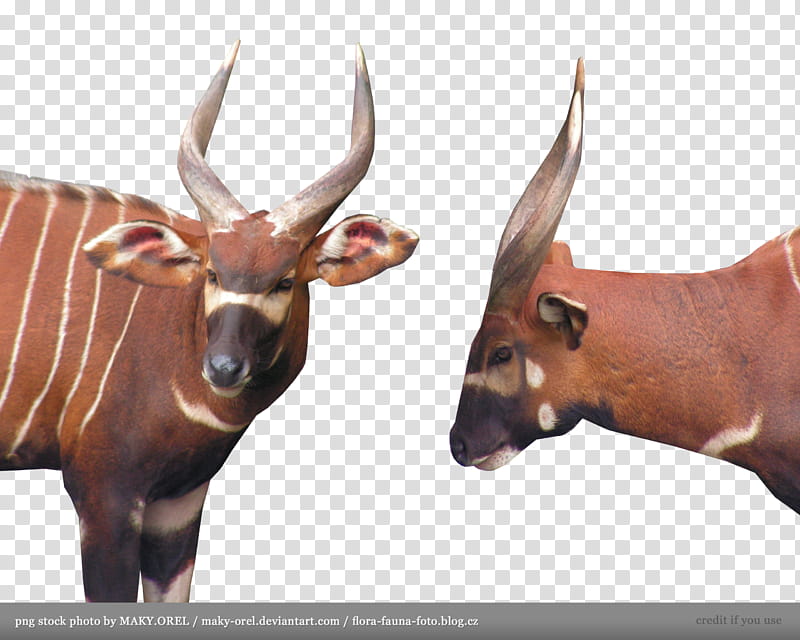 Bongo antilope head, two brown-and-black animals with horns transparent background PNG clipart