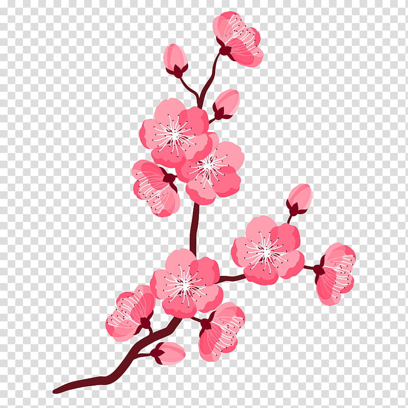 Cherry Blossom, Cherries, Japanese Ornament, Drawing, Flower, Pink, Cut Flowers, Petal transparent background PNG clipart