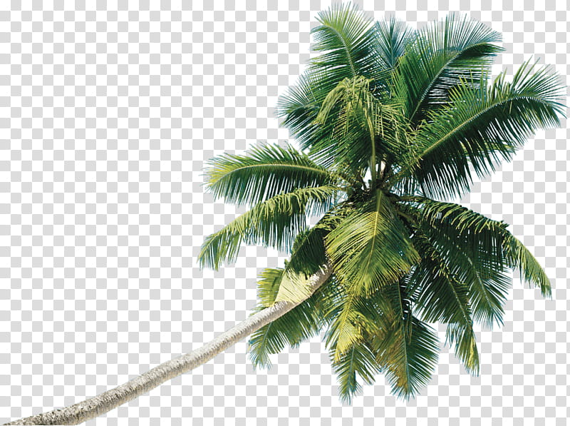 Date Tree Leaf, Coconut, Date Palm, Roystonea Regia, Canary Island Date Palm, Borassus, Euterpe, Palm Trees transparent background PNG clipart