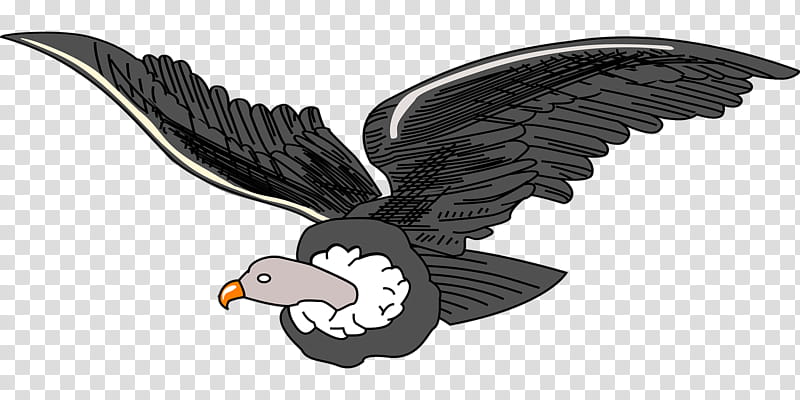 Eagle Bird, Andean Condor, Vulture, Drawing, Bird Of Prey, Bald Eagle, Beak, Animal Figure transparent background PNG clipart