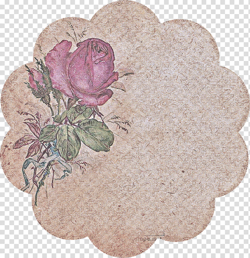 Rose, Pink, Flower, Petal, Plant, Rosa Gallica, Rose Family, Flowering Plant transparent background PNG clipart