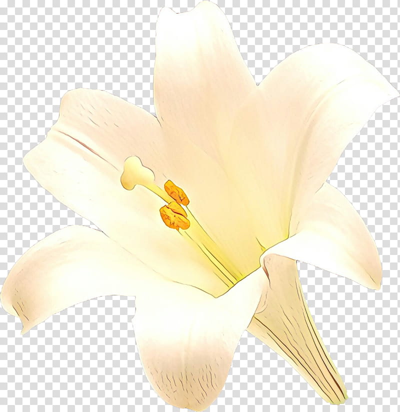 White Lily Flower, Arum Lilies, Yellow, Petal, Plant, Lily Family, Crocus transparent background PNG clipart