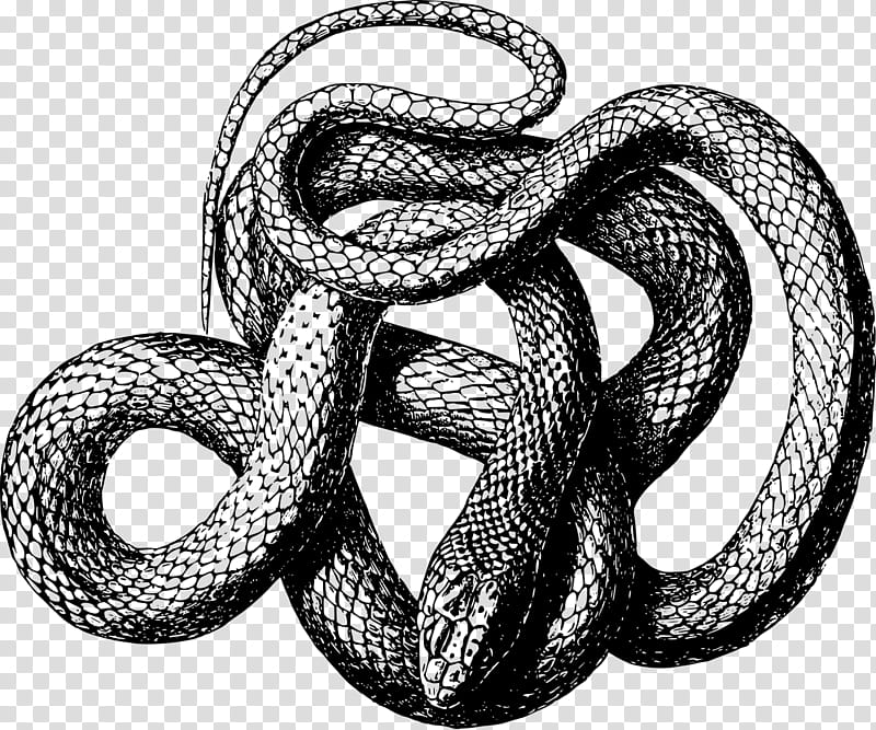 Snake, Snakes, Black Rat Snake, Vipers, Kingsnakes, King Cobra, Black Mamba, Boa Constrictor transparent background PNG clipart