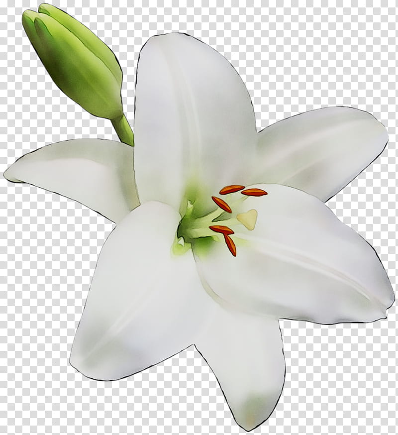 White Lily Flower, Cut Flowers, Lily M, Petal, Plant, Lily Family, Amaryllis Family, Crinum transparent background PNG clipart