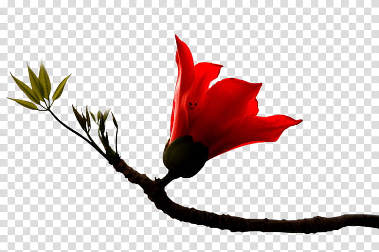 Red Tree, Bombax Ceiba, Kapok Tree, Petal, Nanyue, Leaf, Plants, Bombacaceae transparent background PNG clipart