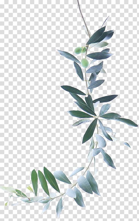 Olive Tree Drawing, Watercolor Painting, Watercolor Flowers, Watercolour Flowers, Olive Branch, Leaf, Plant, Woody Plant transparent background PNG clipart
