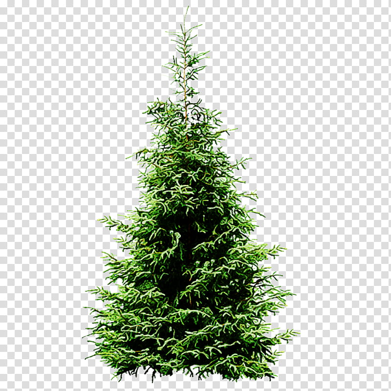 Christmas tree, Shortleaf Black Spruce, Balsam Fir, Yellow Fir, Oregon Pine, Canadian Fir, Plant, Thuya transparent background PNG clipart